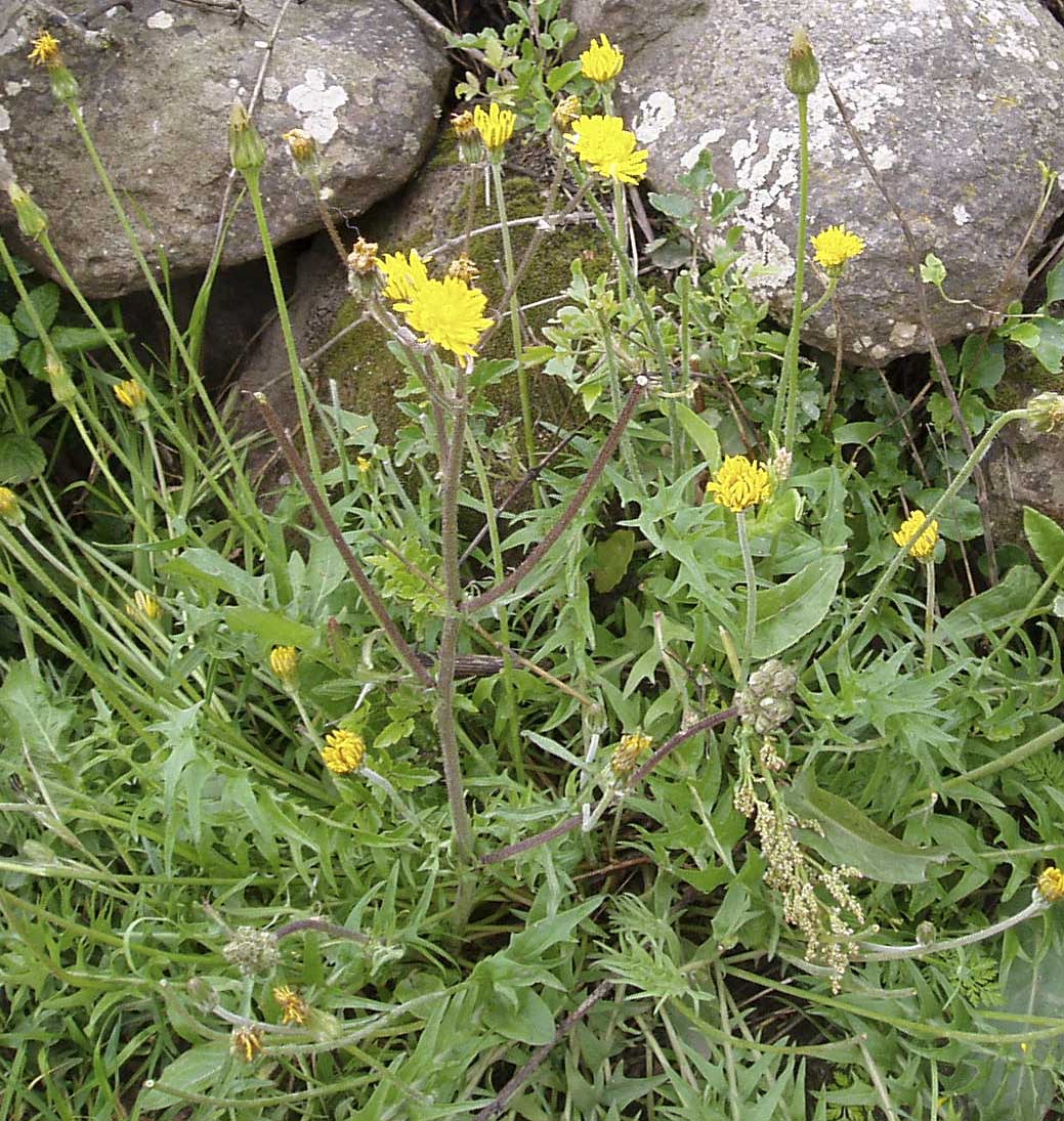Crepis cfr. vesicaria